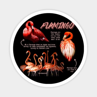 Flamingo Fun Facts Magnet